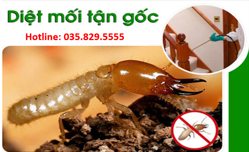 Diệt mối tận gốc
